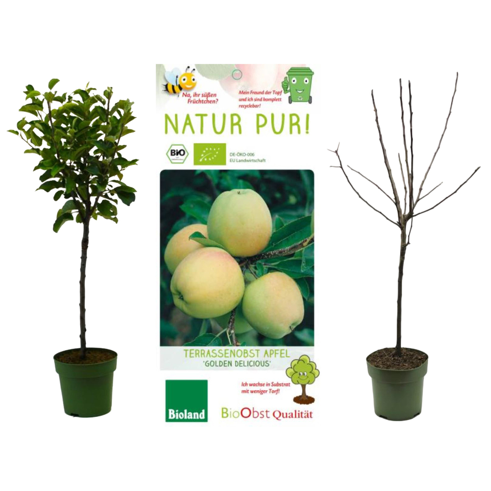 malus