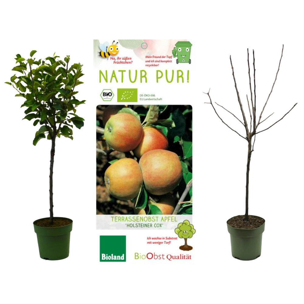 malus