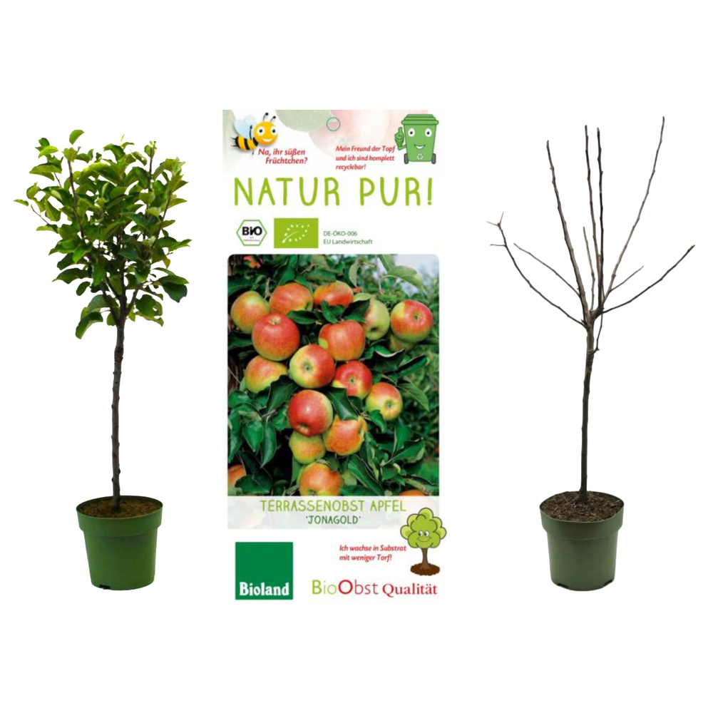 malus
