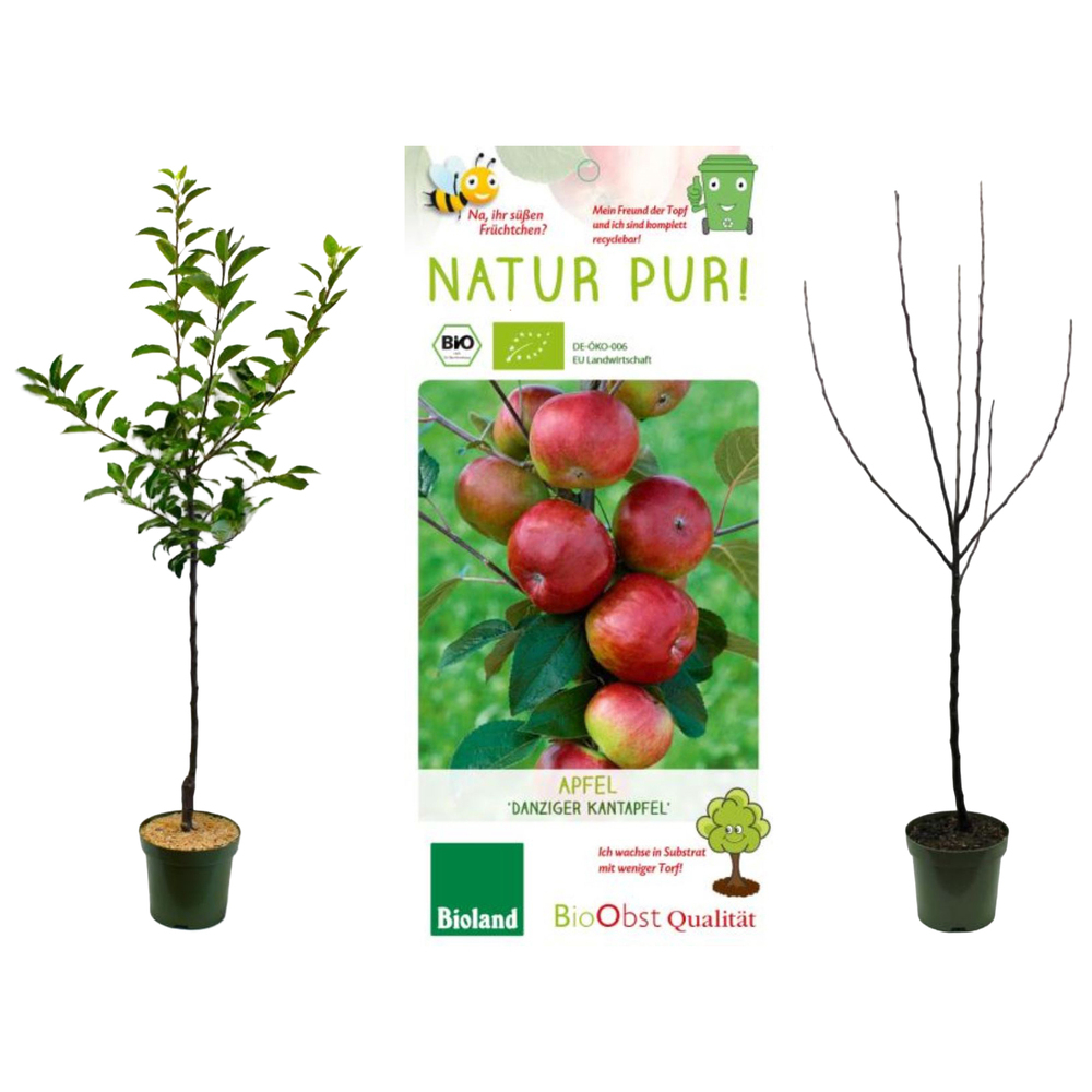 malus