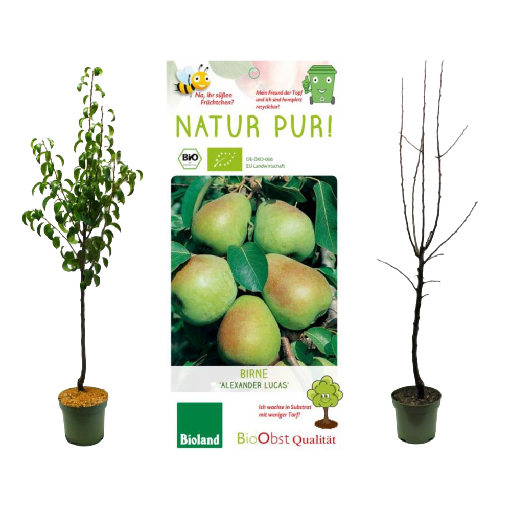 Pyrus