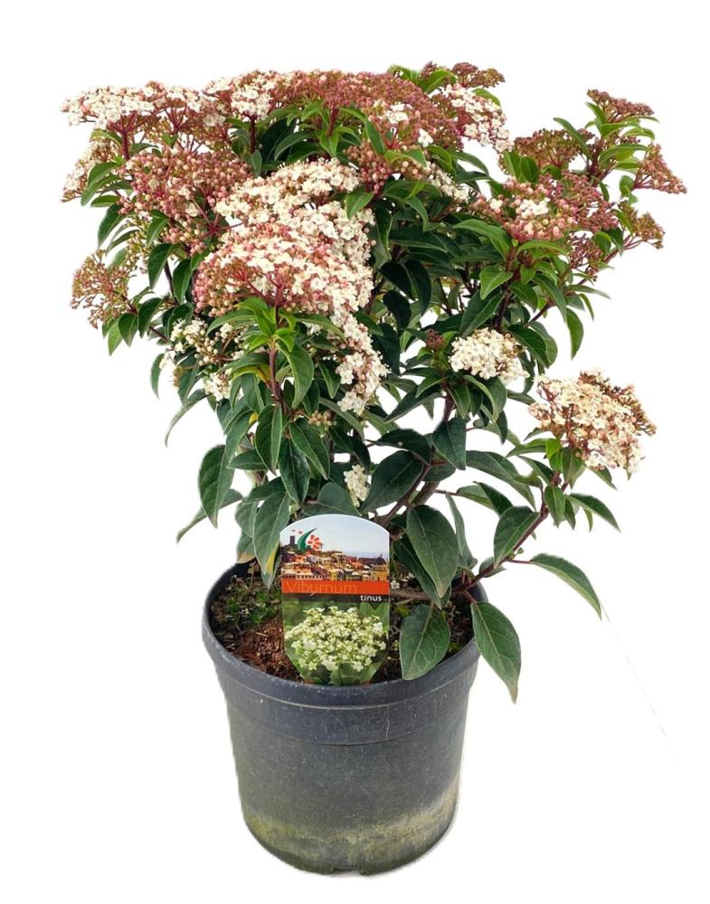 Viburnum