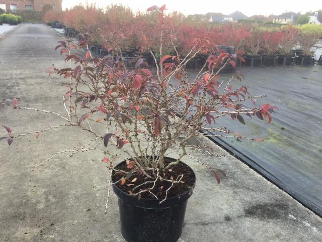 Prunus