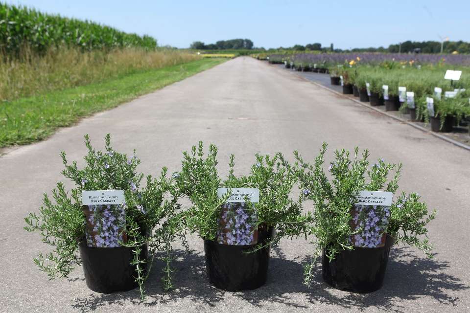 Romarin - rosmarinus