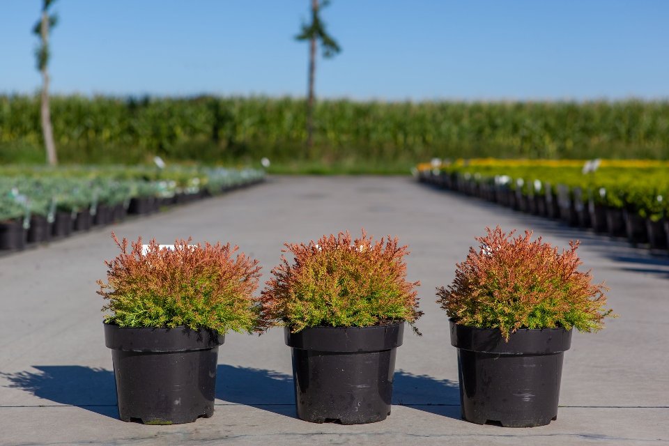 thuja
