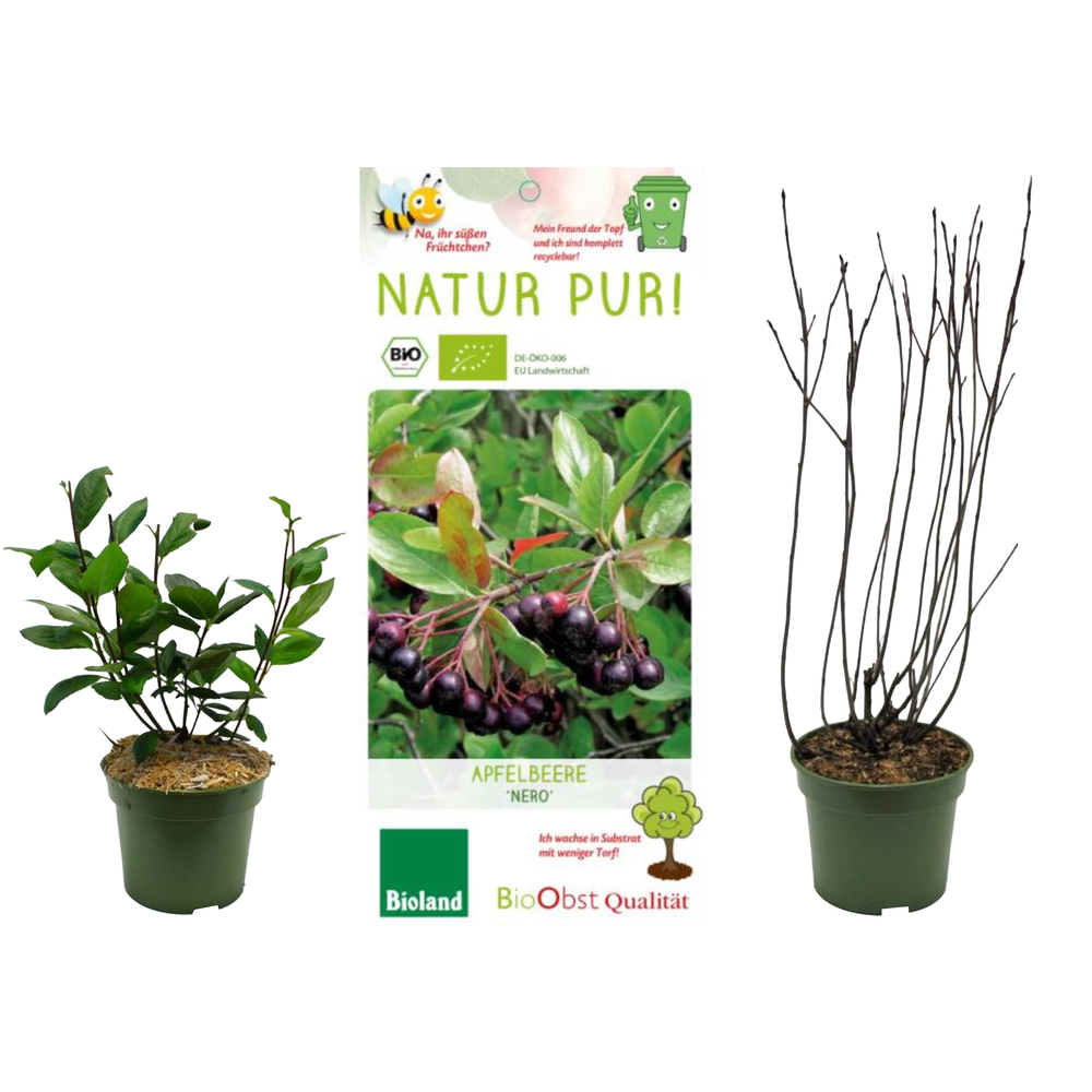 Aronia prunifolia nero