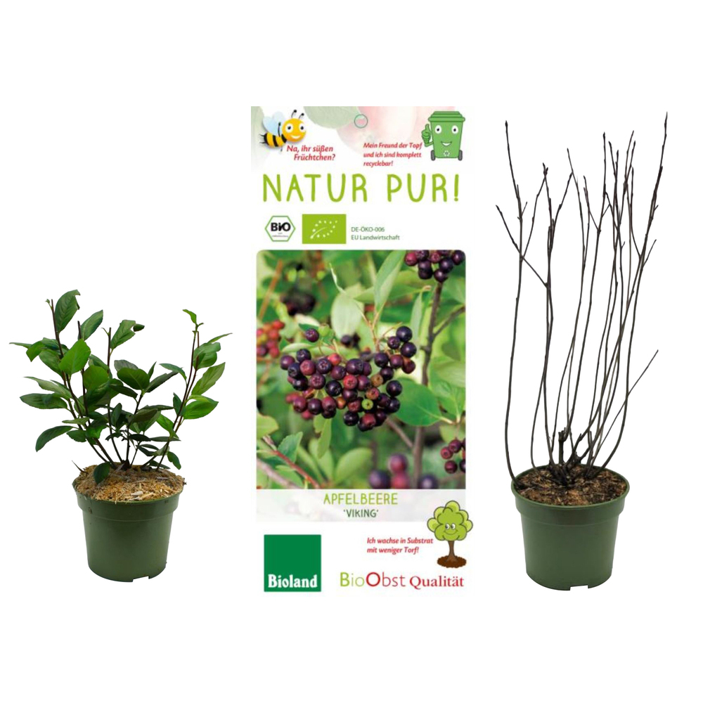 Aronia prunifolia viking