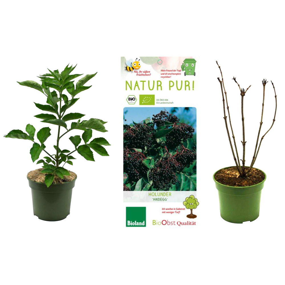 Sambucus nigra