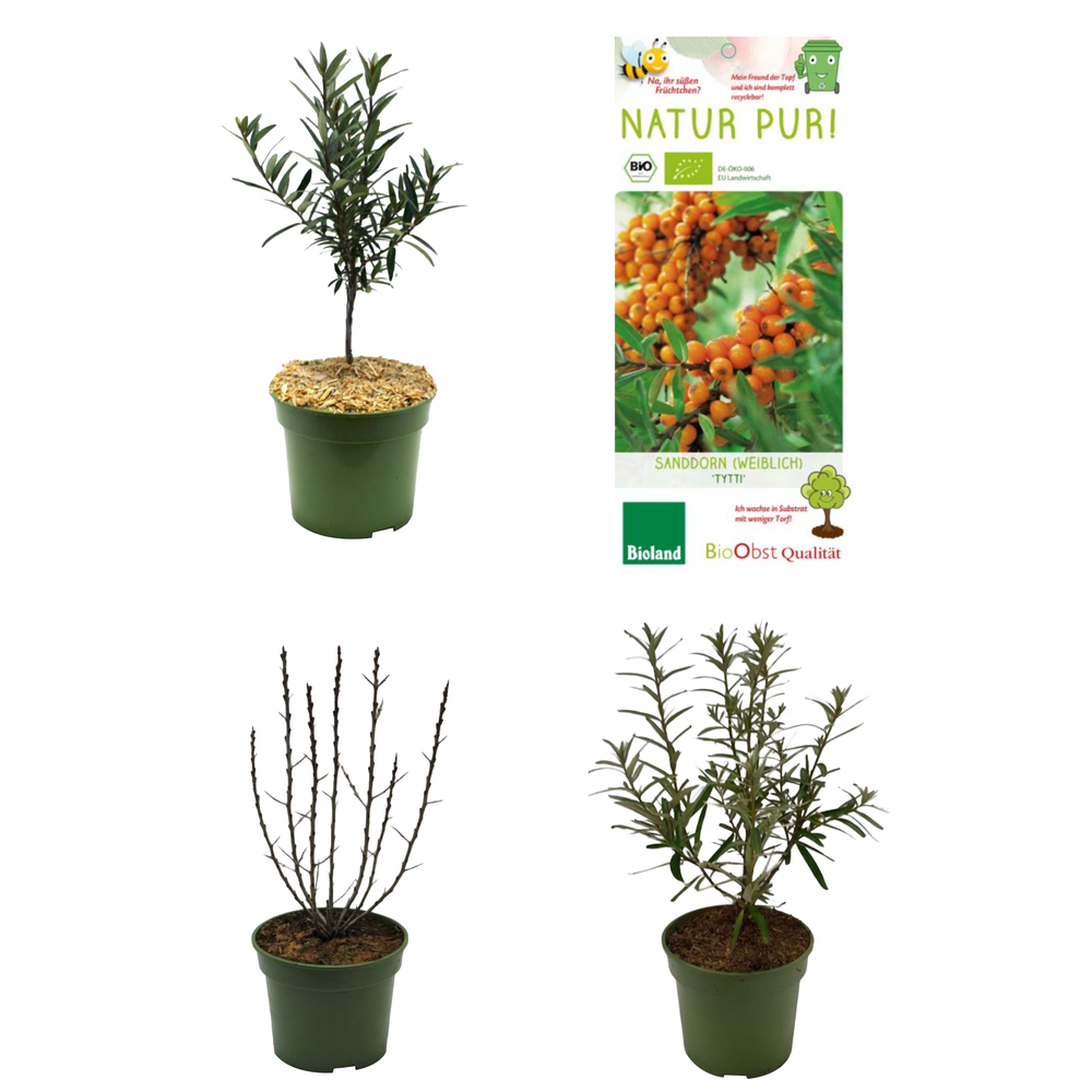 Hippophae rhamnoides