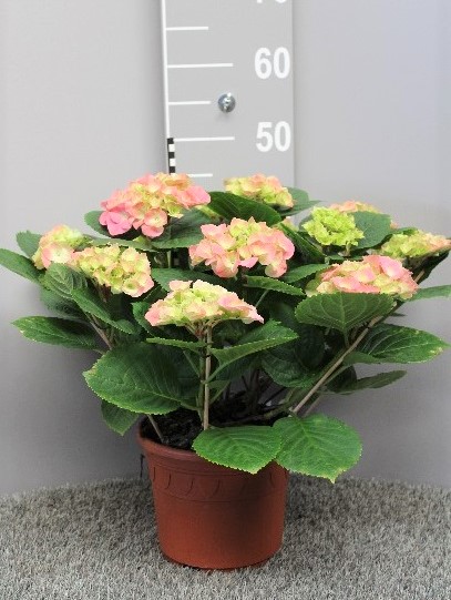 hydrangea