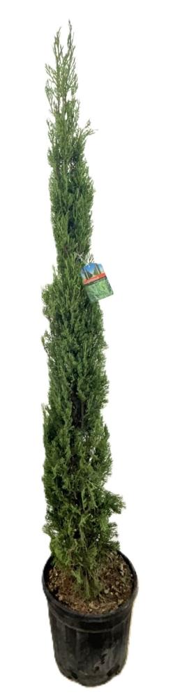 Cupressus