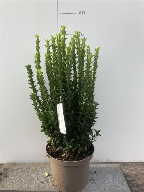 euonymus