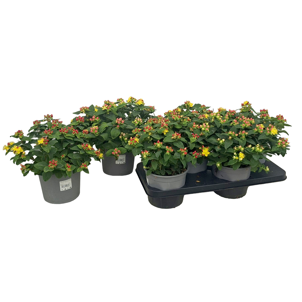 hypericum androsaemum