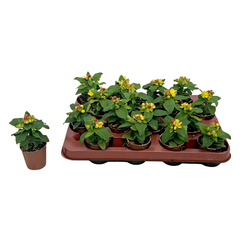 hypericum androsaemum