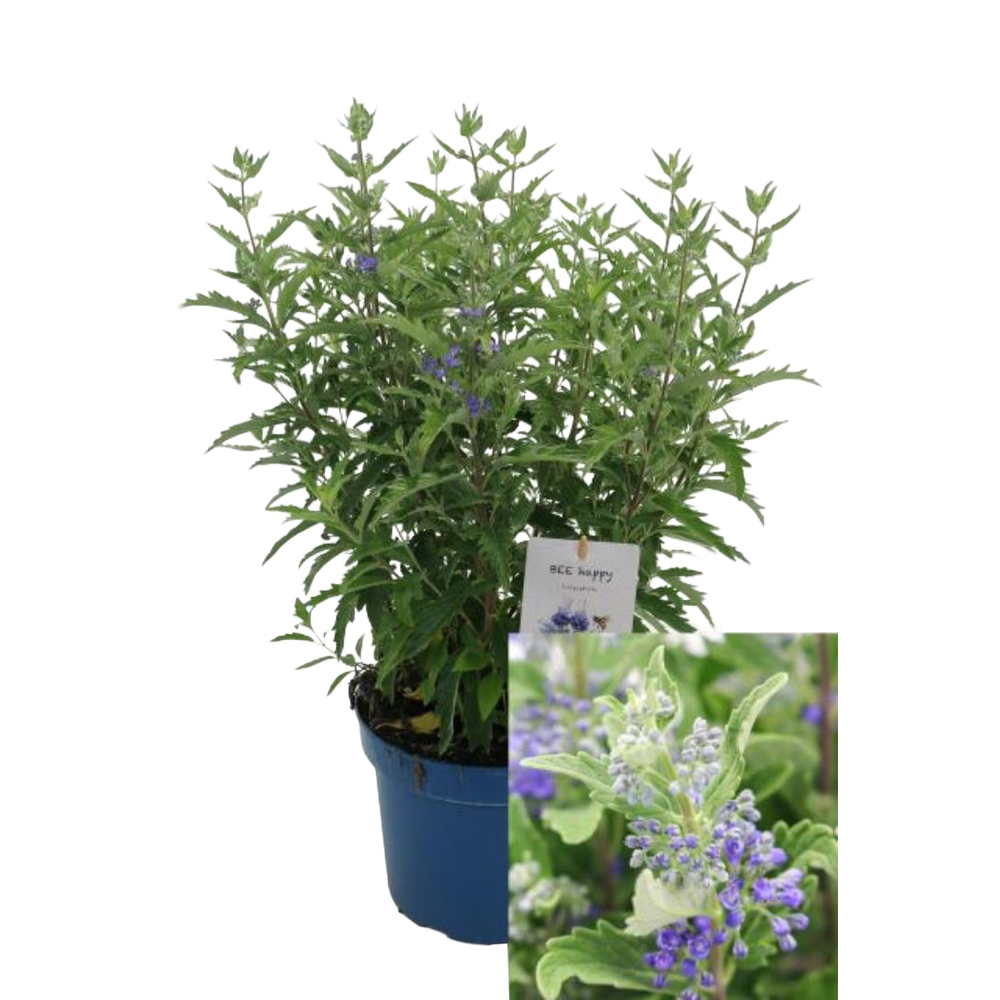 caryopteris