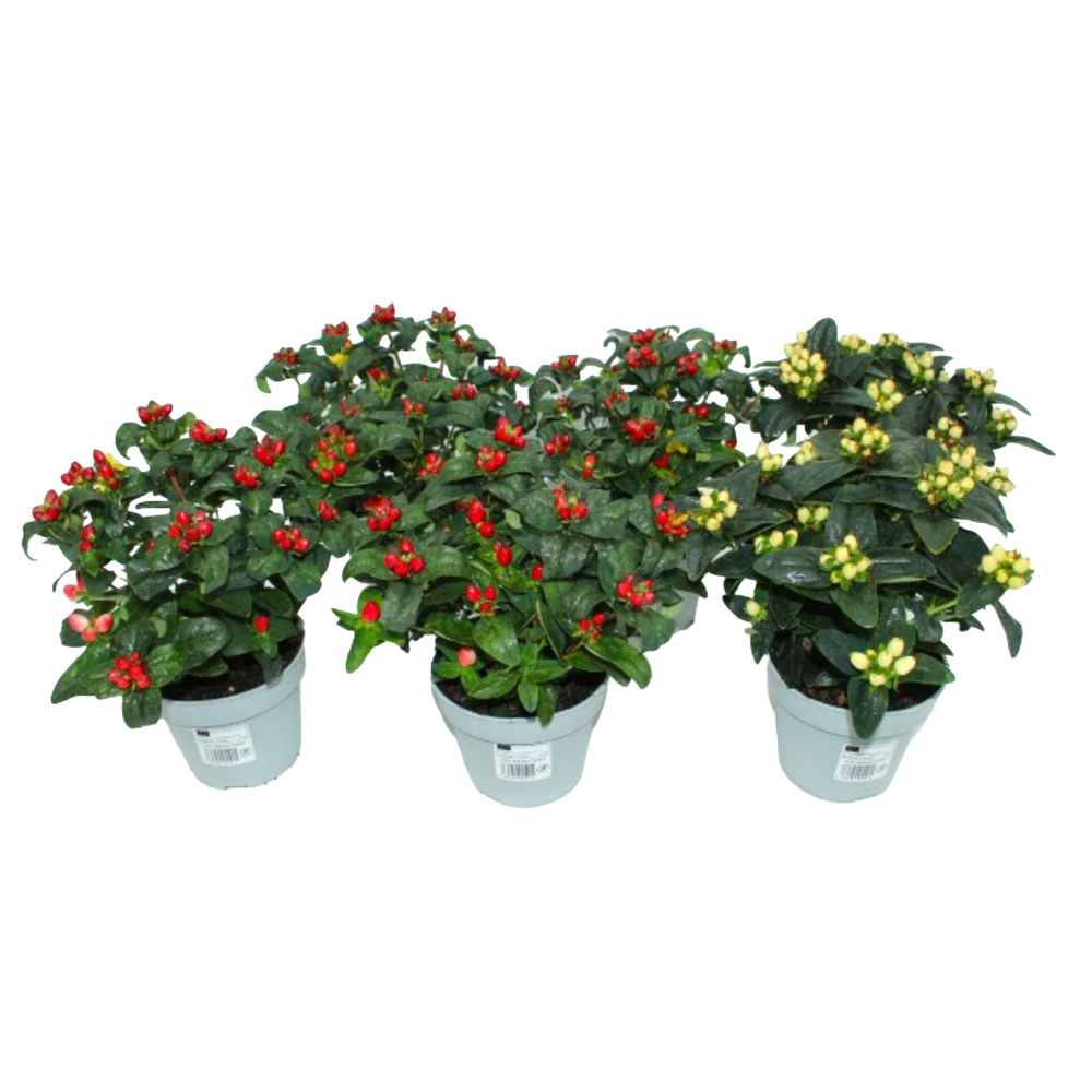 Hypericum
