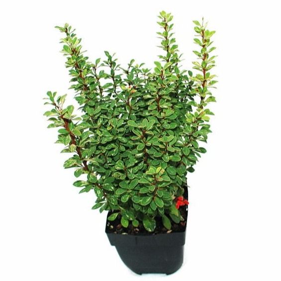 Berberis