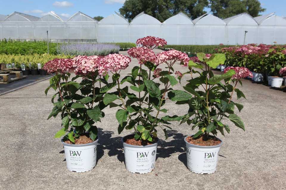 hydrangea