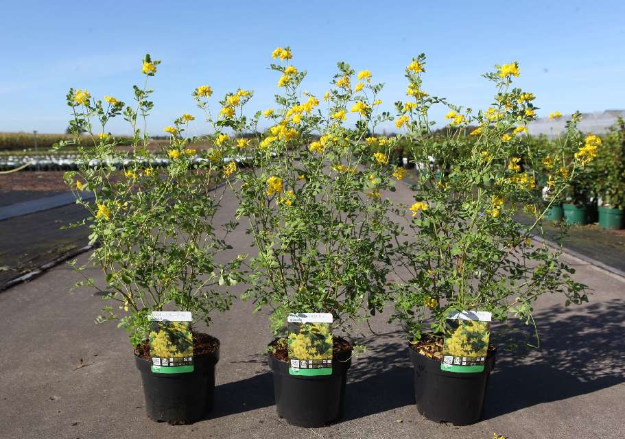 Coronilla