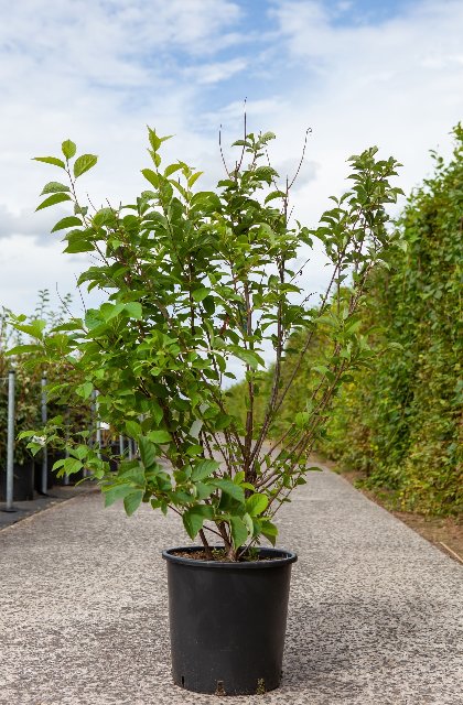 Halesia