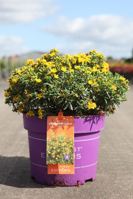 Hypericum