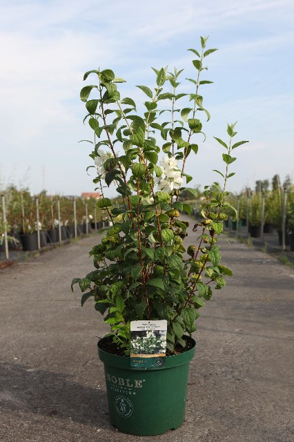 Philadelphus