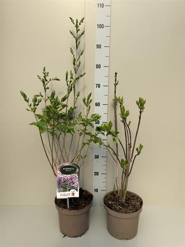 syringa