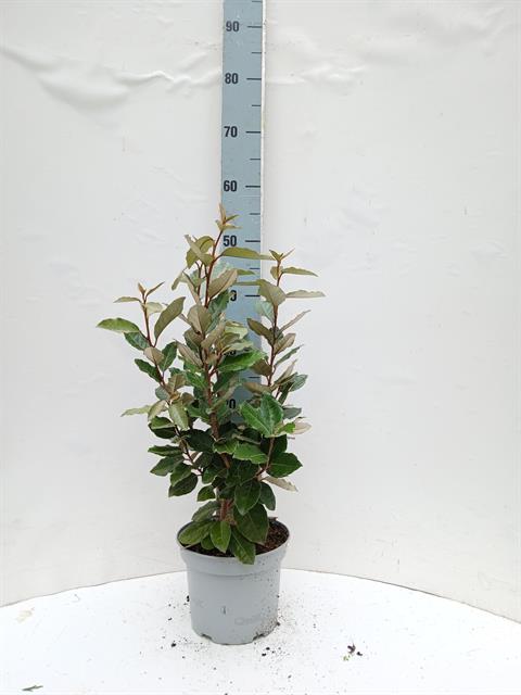 elaeagnus