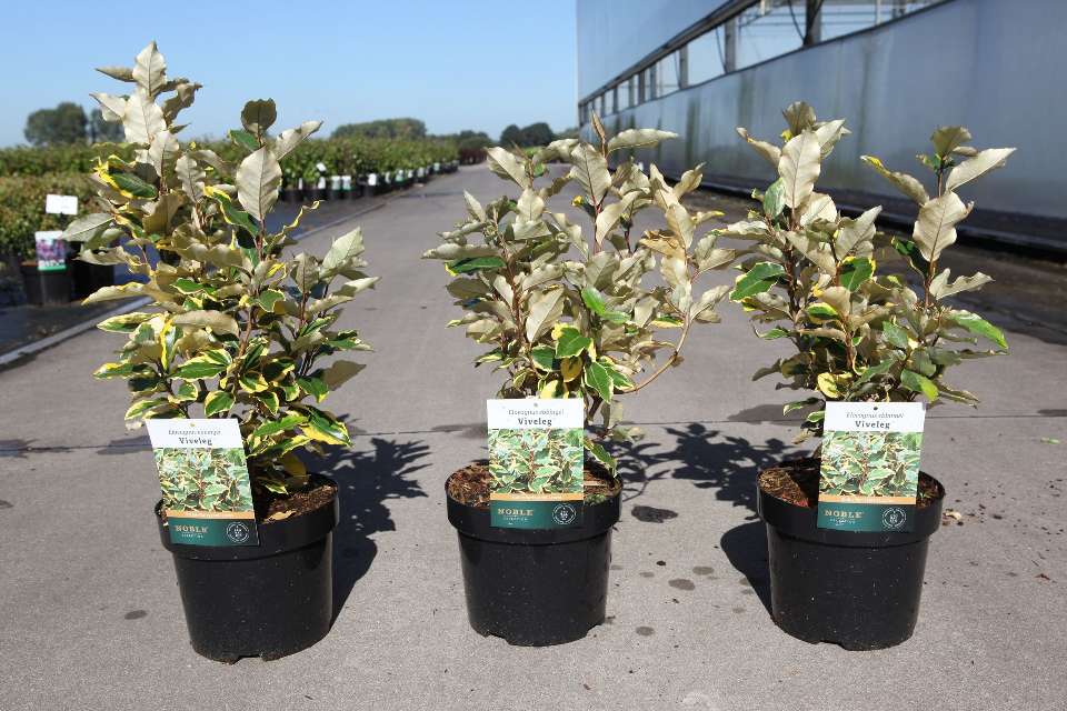 Elaeagnus