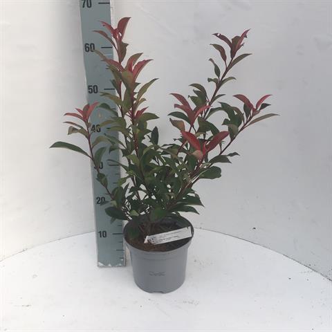 photinia