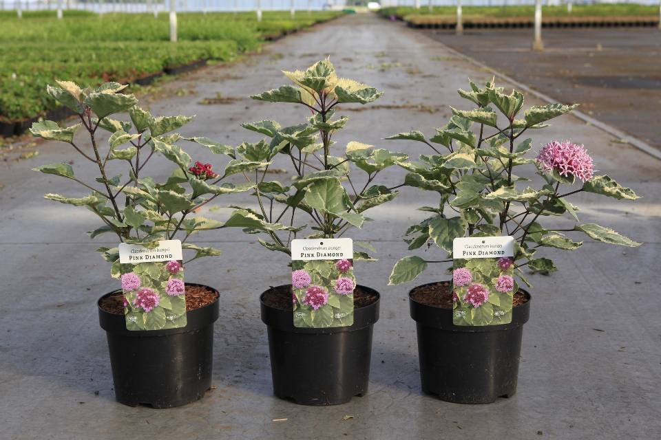 Clerodendron