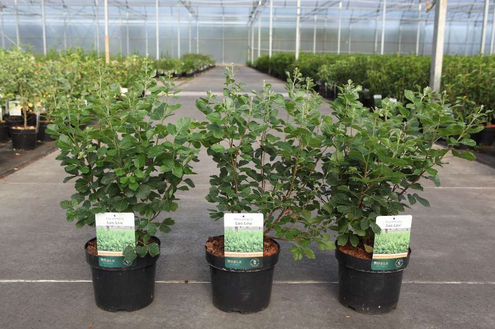 Rhus