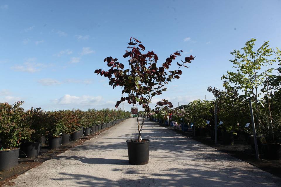 Cercis
