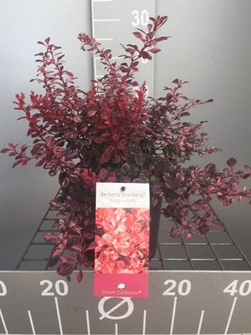 Berberis