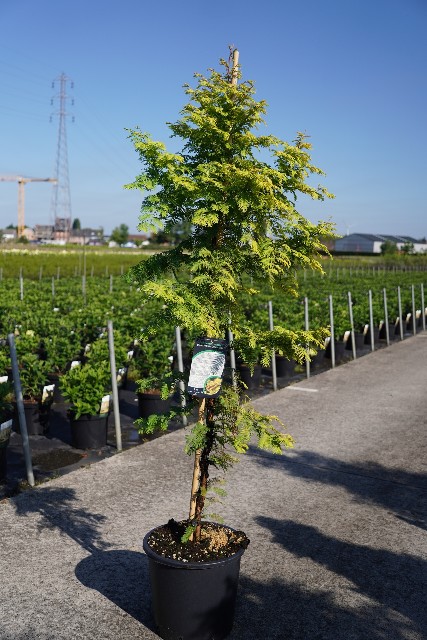 Metasequoia