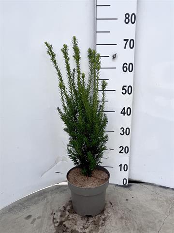 taxus
