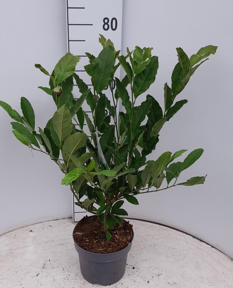 magnolia