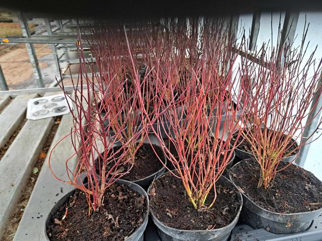 cornus
