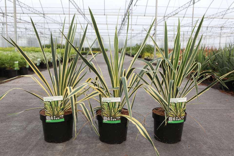 Yucca