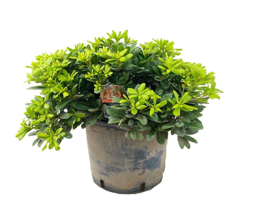 Pittosporum