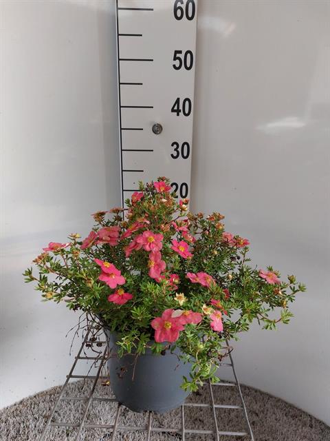 Potentilla