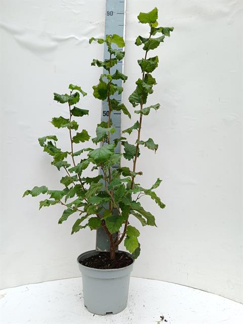 corylus