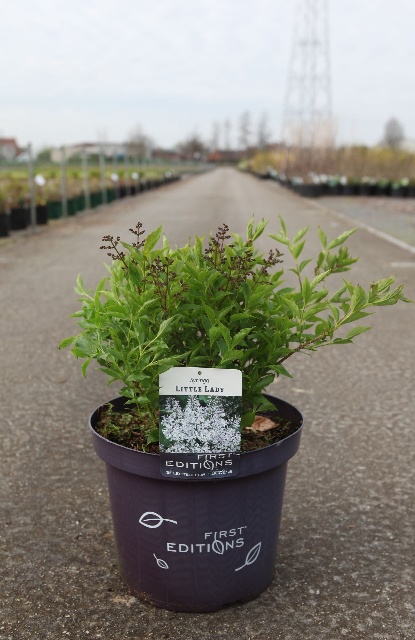 syringa