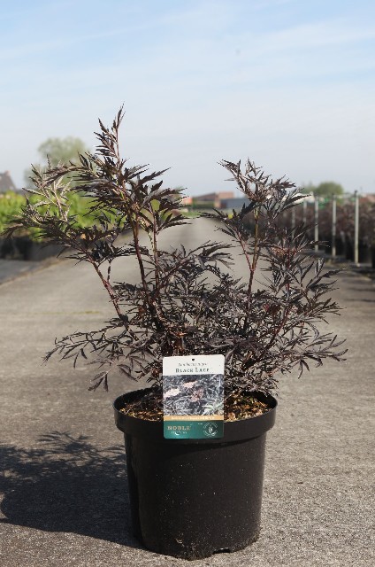 Sambucus