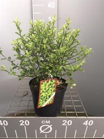 Pittosporum