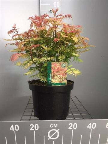 Sorbaria