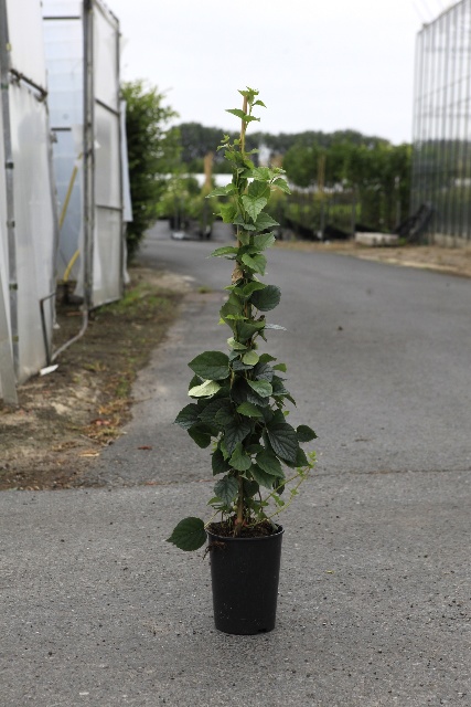 Schizophragma