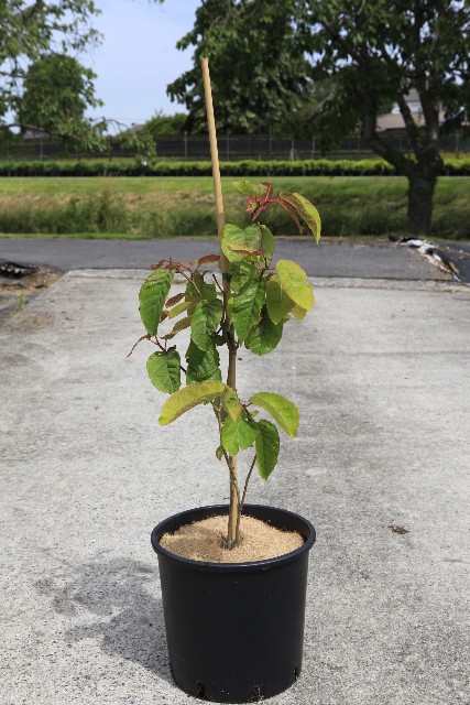 Sapium
