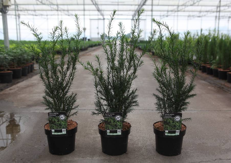 taxus