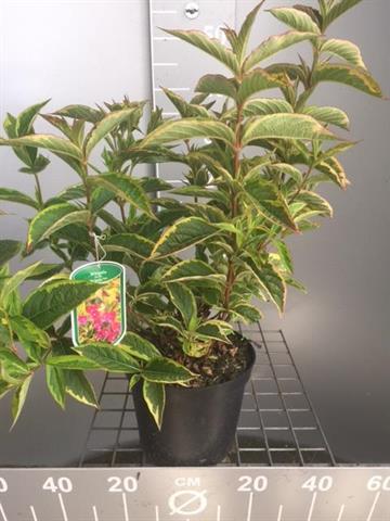 Weigela